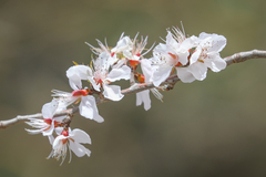 Prunus davidiana