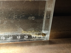 Micropercops swinhonis