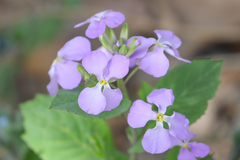 Orychophragmus violaceus