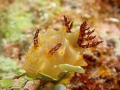 Halgerda malesso