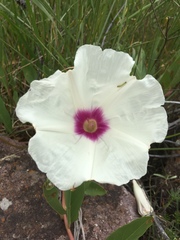 Ipomoea longifolia