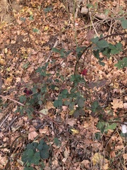 Rubus armeniacus