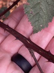 Rubus armeniacus