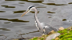 Ardea cinerea
