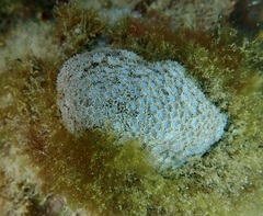 Goniopora