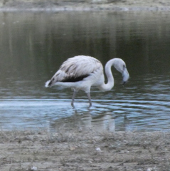 Phoenicopterus roseus