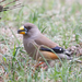 Yellow-billed Grosbeak - Photo (c) Mengshuai Ge, some rights reserved (CC BY-NC), uploaded by Mengshuai Ge