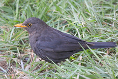 Turdus mandarinus