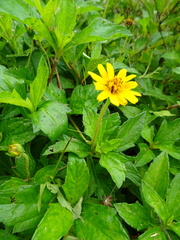 Sphagneticola calendulacea