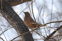Turdus naumanni