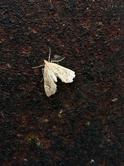 Musotima nitidalis