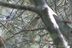 Phylloscopus tenellipes