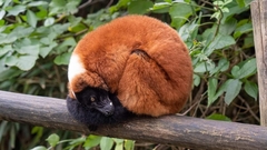 Varecia rubra