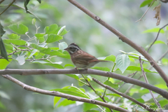 Emberiza tristrami