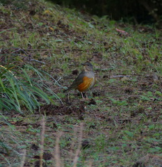 Turdus hortulorum