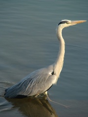 Ardea cinerea jouyi