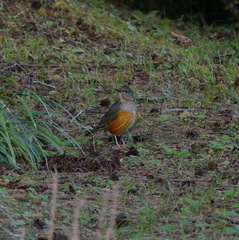 Turdus hortulorum