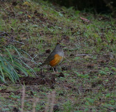Turdus hortulorum