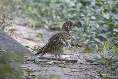 Zoothera aurea