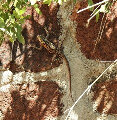 Agama planiceps
