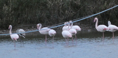Phoenicopterus roseus