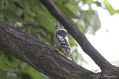 Yungipicus canicapillus