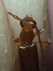 Astetholea pauper