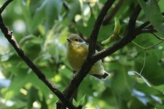 Periparus venustulus