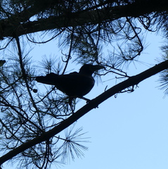 Corvus macrorhynchos