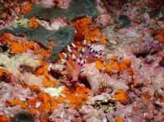 Coryphellina exoptata