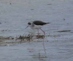 Himantopus himantopus