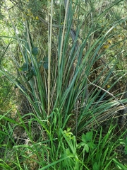 Austroderia richardii