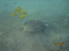 Gnathanodon speciosus