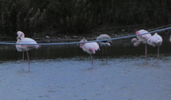 Phoenicopterus roseus
