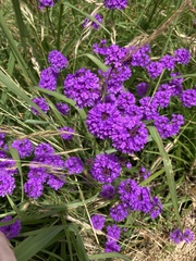 Verbena rigida