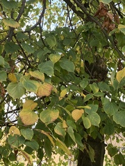 Tilia cordata