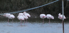 Phoenicopterus roseus