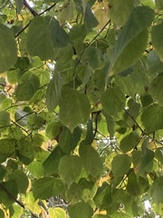 Tilia cordata