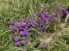 Verbena rigida