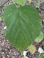 Tilia cordata