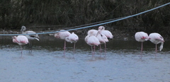 Phoenicopterus roseus