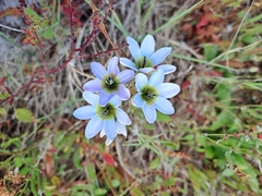 Ixia monadelpha