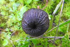 Plectania rhytidia