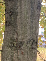 Tilia cordata