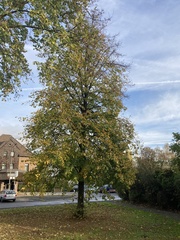 Tilia cordata