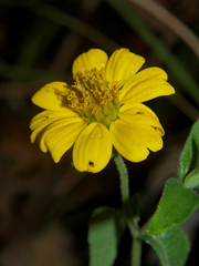 Aspilia mossambicensis