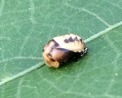 Coelophora inaequalis