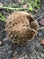 Tilia cordata