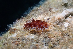 Halgerda tessellata