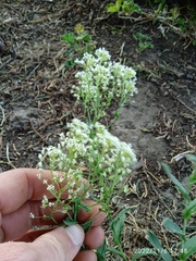 Lepidium draba